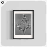 1-20_Karl-Blossfeldt_blk