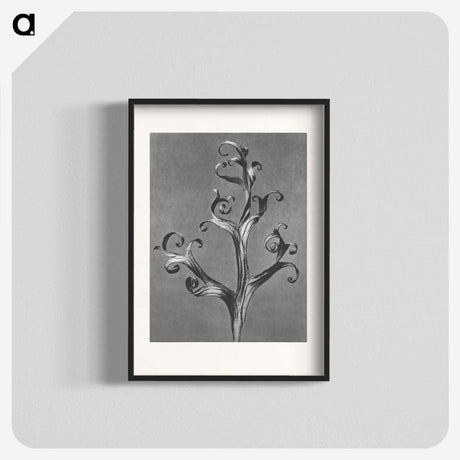 1-20_Karl-Blossfeldt_blk