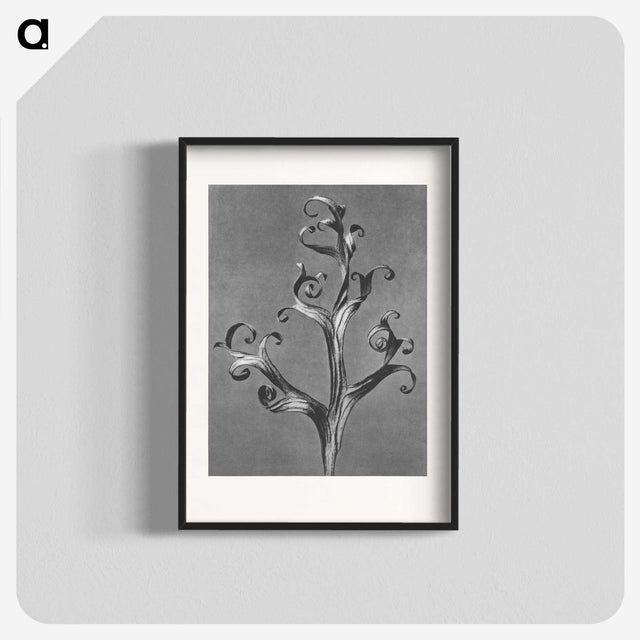 1-20_Karl-Blossfeldt_blk