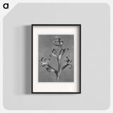 Delphinium (Larkspur) - Karl Blossfeldt Poster.