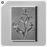 Delphinium (Larkspur) - Karl Blossfeldt Canvas.