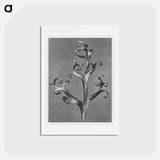 アートポストカード-Delphinium (Larkspur) - カール ブロスフェルト Postcard.