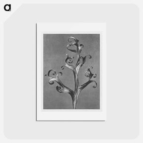 アートポストカード-Delphinium (Larkspur) - カール ブロスフェルト Postcard.