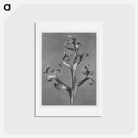 アートポストカード-Delphinium (Larkspur) - カール ブロスフェルト Postcard.