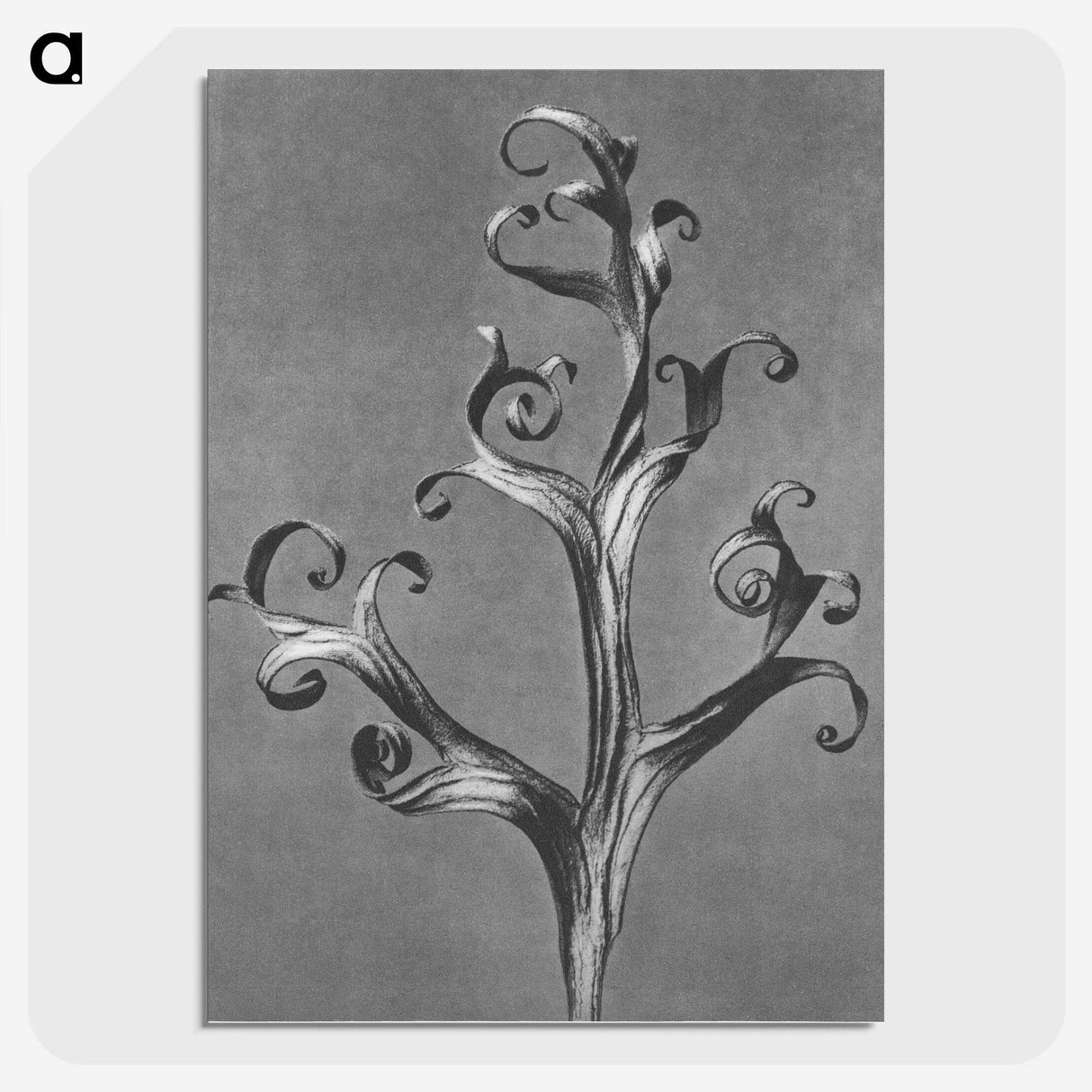 1-20_Karl-Blossfeldt_picture-crop