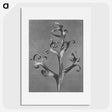 1-20_Karl-Blossfeldt_picture