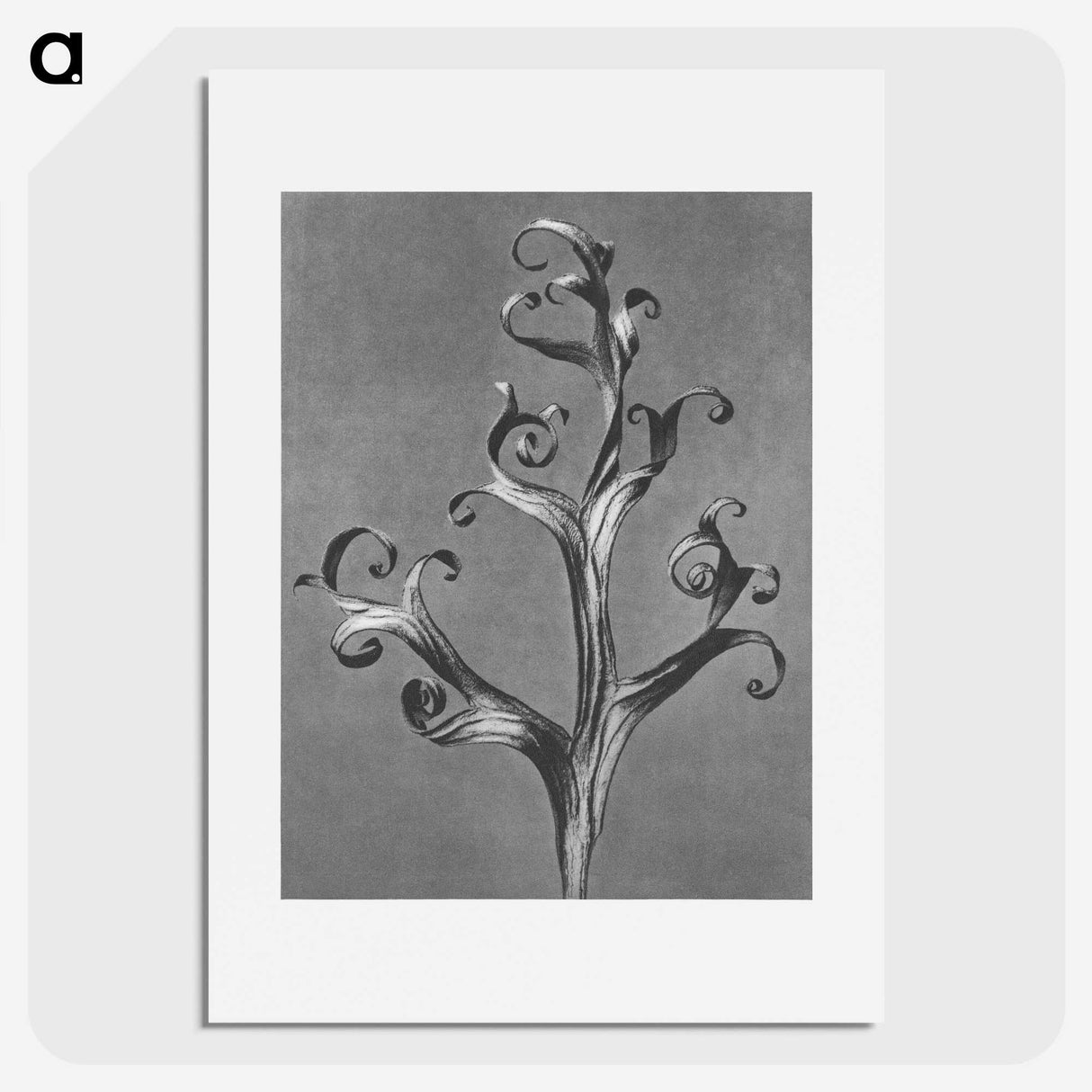 1-20_Karl-Blossfeldt_picture