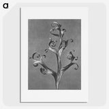 1-20_Karl-Blossfeldt_picture