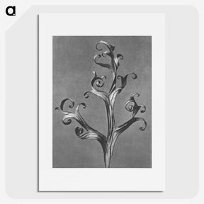 1-20_Karl-Blossfeldt_picture