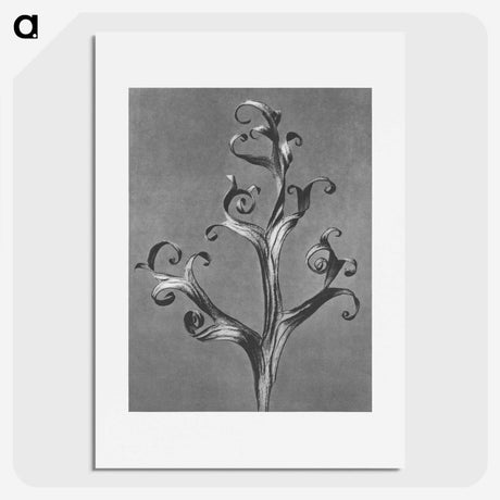 1-20_Karl-Blossfeldt_picture