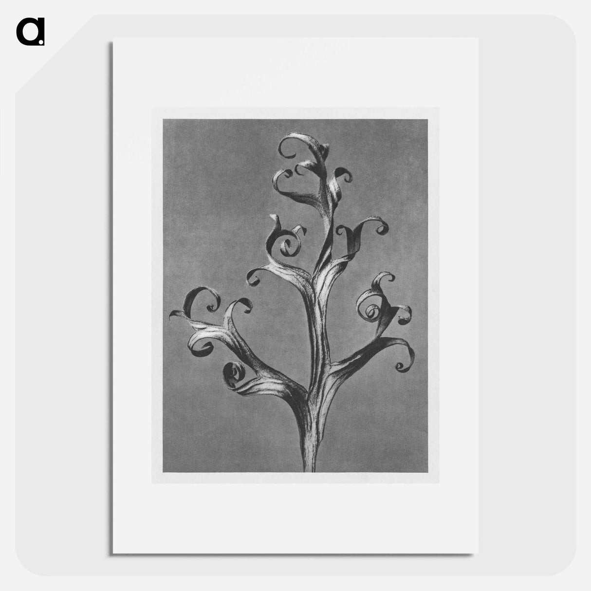 Delphinium (Larkspur) - Karl Blossfeldt Poster.