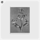 アートポストカード-Delphinium (Larkspur) - カール ブロスフェルト Postcard.