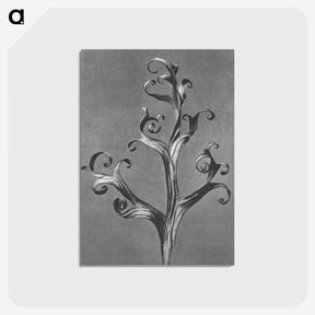 1-20_Karl-Blossfeldt_postcard