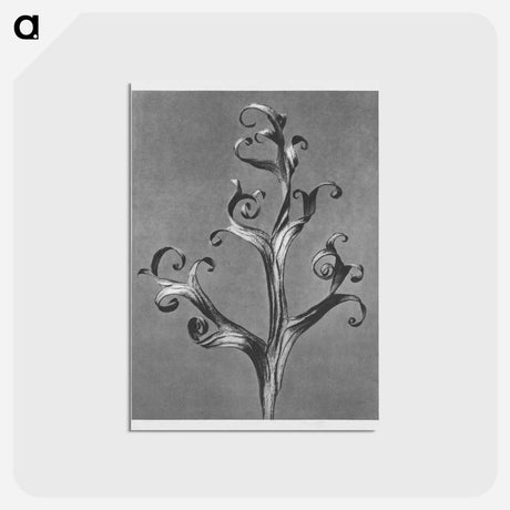 アートポストカード-Delphinium (Larkspur) - カール ブロスフェルト Postcard.