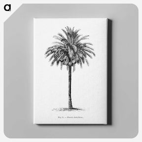 1-20_Les-Palmiers-Histoire-Iconographique_canvas
