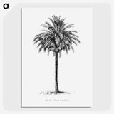 1-20_Les-Palmiers-Histoire-Iconographique_picture-crop