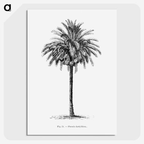 1-20_Les-Palmiers-Histoire-Iconographique_picture-crop