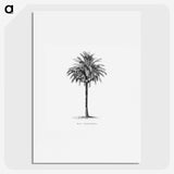 1-20_Les-Palmiers-Histoire-Iconographique_picture