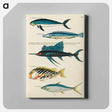 アートパネル-Moluccan Fishes
 - ルイ ルナール Canvas.
