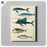 アートパネル-Moluccan Fishes
 - ルイ ルナール Canvas.