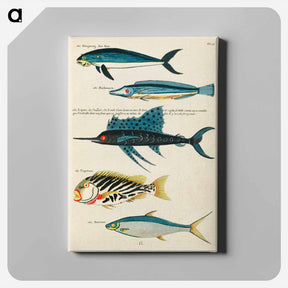 アートパネル-Moluccan Fishes
 - ルイ ルナール Canvas.