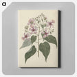 アートパネル-Abutilon longicuspe
 - ルイージ バルガーニ Canvas.