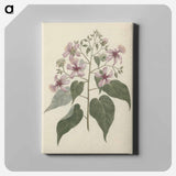 アートパネル-Abutilon longicuspe
 - ルイージ バルガーニ Canvas.