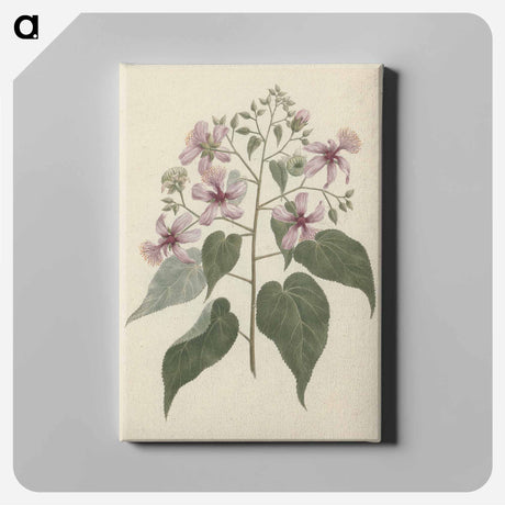 アートパネル-Abutilon longicuspe
 - ルイージ バルガーニ Canvas.