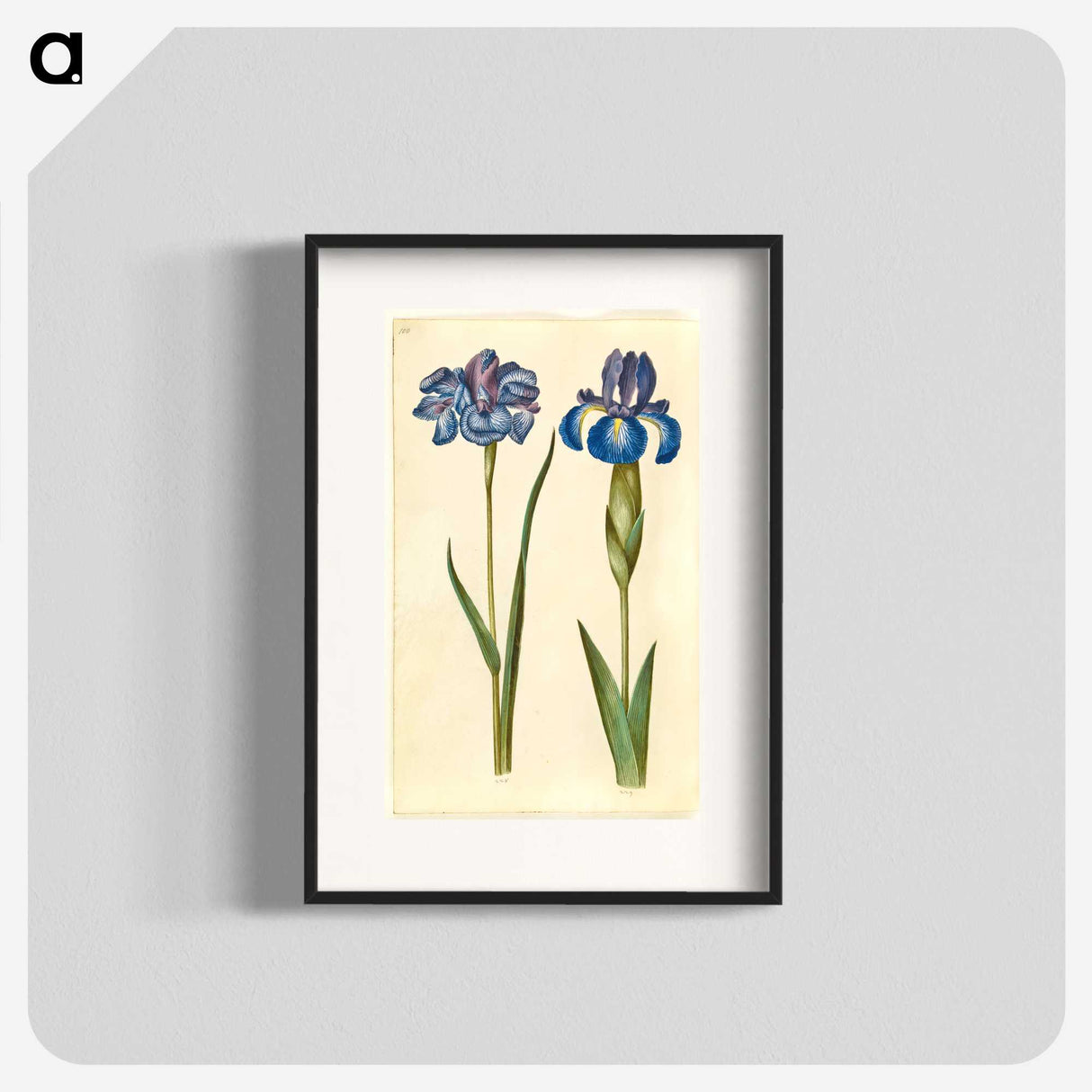 1-20_Maria-Sibylla-Merian_blk