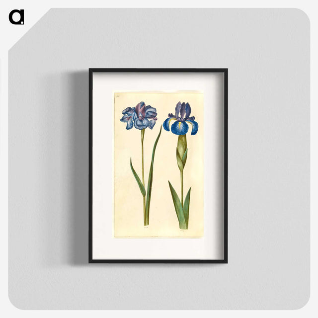 1-20_Maria-Sibylla-Merian_blk