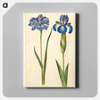 アートパネル-Siberian and English Irises
 - マリア ジビーラ メーリアン Canvas.