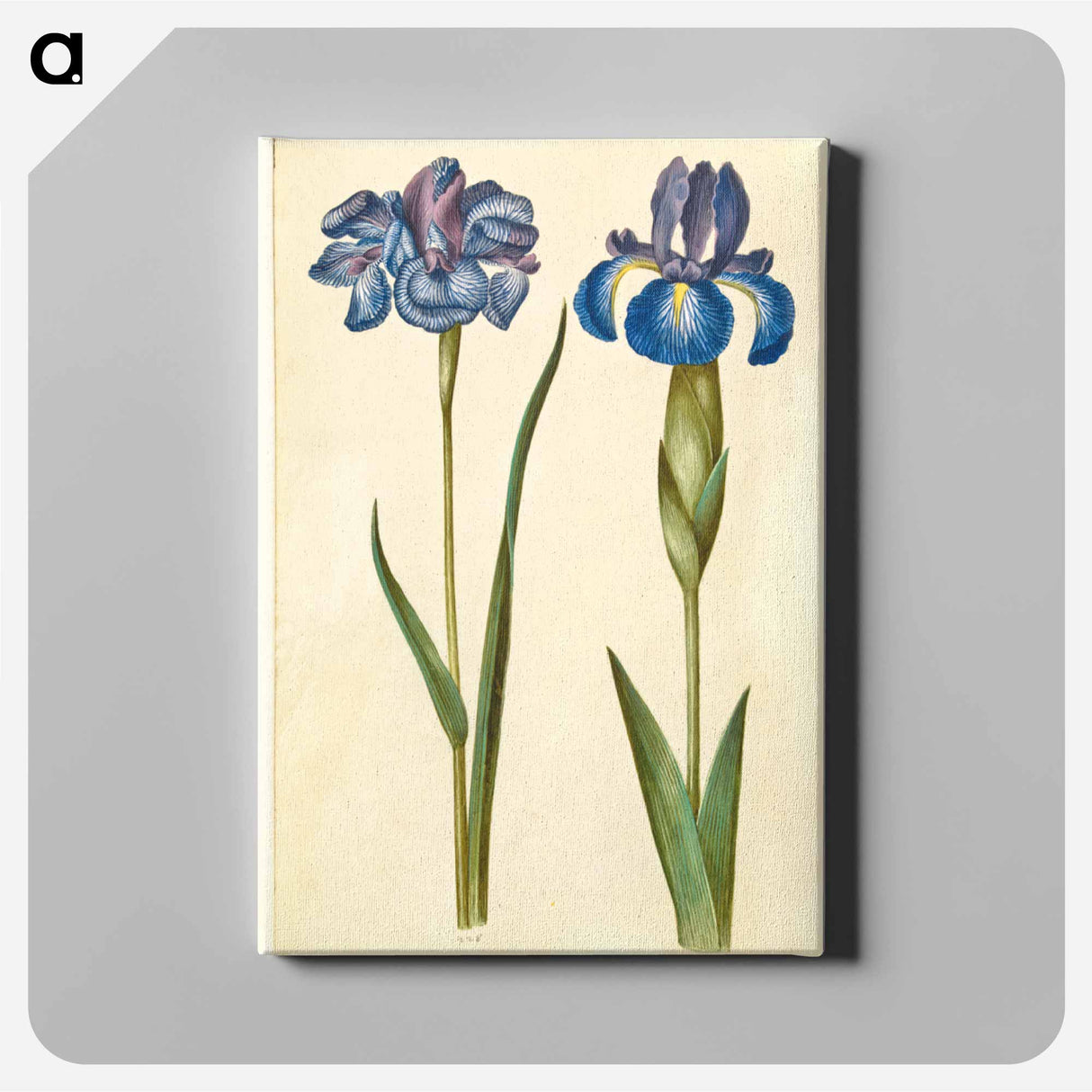 アートパネル-Siberian and English Irises
 - マリア ジビーラ メーリアン Canvas.