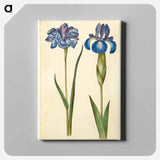 アートパネル-Siberian and English Irises
 - マリア ジビーラ メーリアン Canvas.