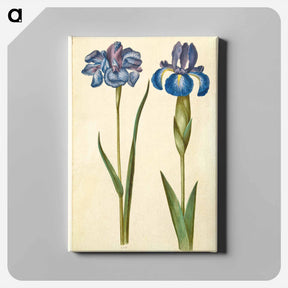アートパネル-Siberian and English Irises
 - マリア ジビーラ メーリアン Canvas.