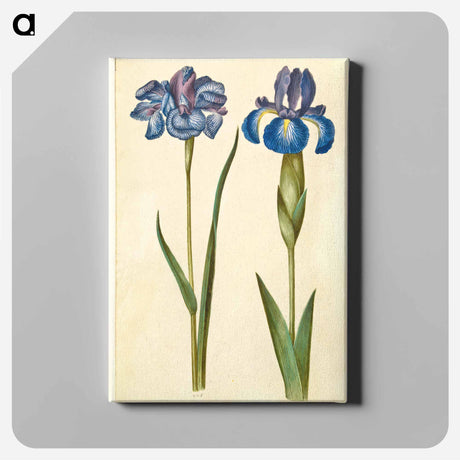 アートパネル-Siberian and English Irises
 - マリア ジビーラ メーリアン Canvas.