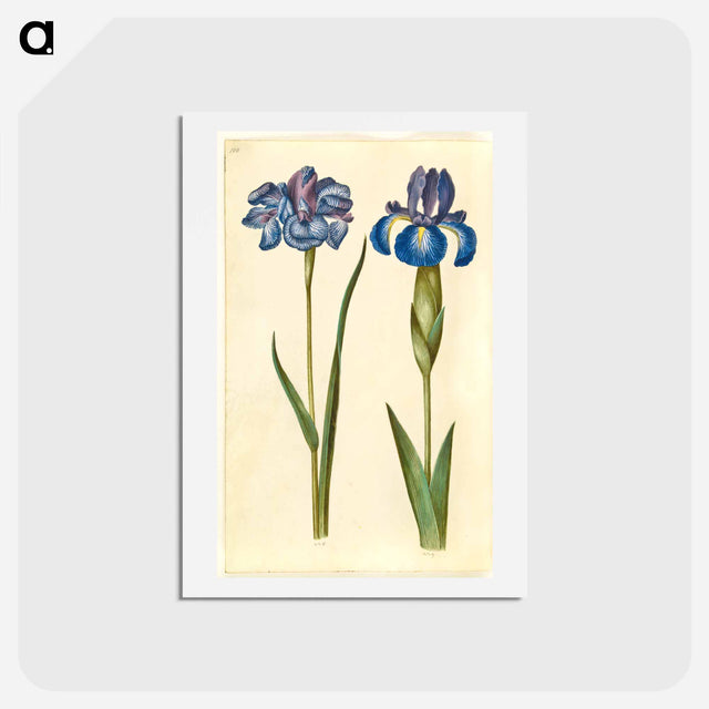 アートポストカード-Siberian and English Irises
 - マリア ジビーラ メーリアン Postcard.