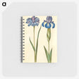 1-20_Maria-Sibylla-Merian_memo
