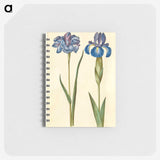 1-20_Maria-Sibylla-Merian_memo
