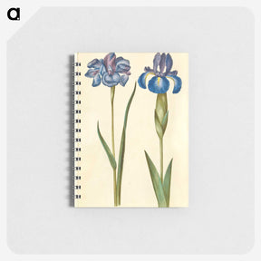 1-20_Maria-Sibylla-Merian_memo