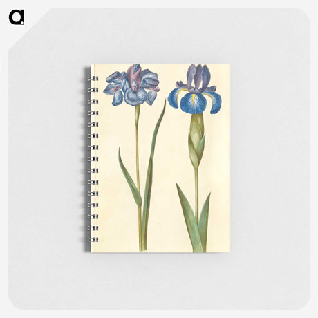 1-20_Maria-Sibylla-Merian_memo