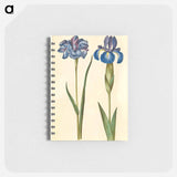 アートメモ帳-Siberian and English Irises
 - マリア ジビーラ メーリアン Memo.