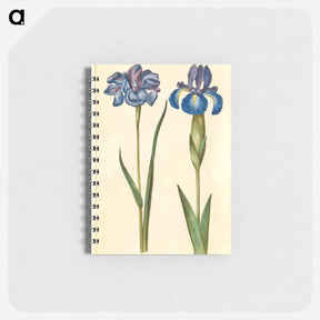 アートメモ帳-Siberian and English Irises
 - マリア ジビーラ メーリアン Memo.