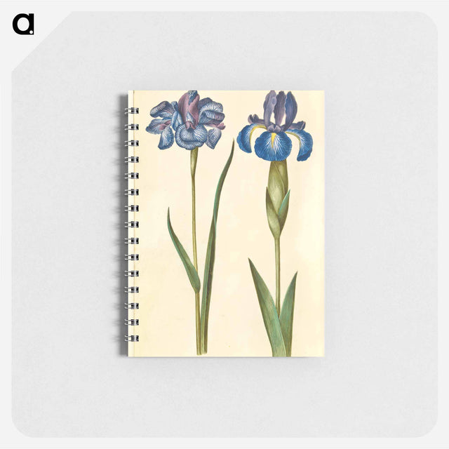 アートメモ帳-Siberian and English Irises
 - マリア ジビーラ メーリアン Memo.