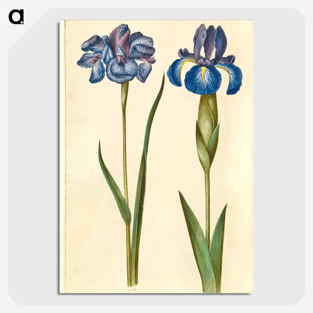 1-20_Maria-Sibylla-Merian_picture-crop