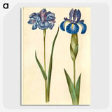 1-20_Maria-Sibylla-Merian_picture-crop
