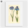 1-20_Maria-Sibylla-Merian_picture