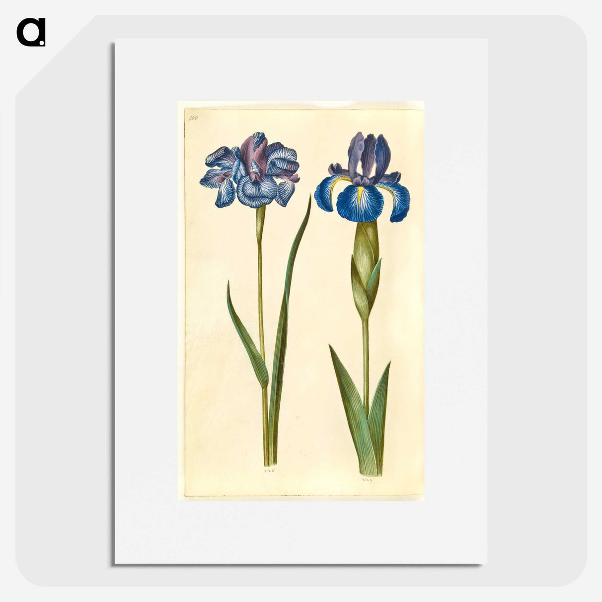 1-20_Maria-Sibylla-Merian_picture