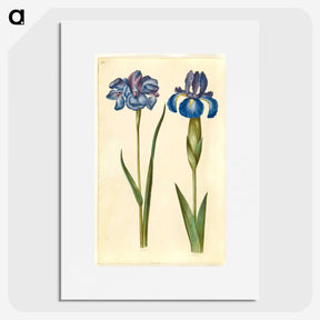 1-20_Maria-Sibylla-Merian_picture