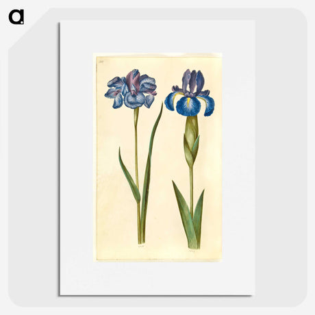 1-20_Maria-Sibylla-Merian_picture
