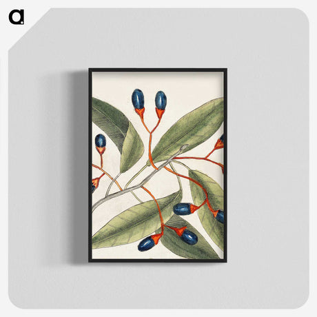 1-20_Mark-Catesby_blk-crop